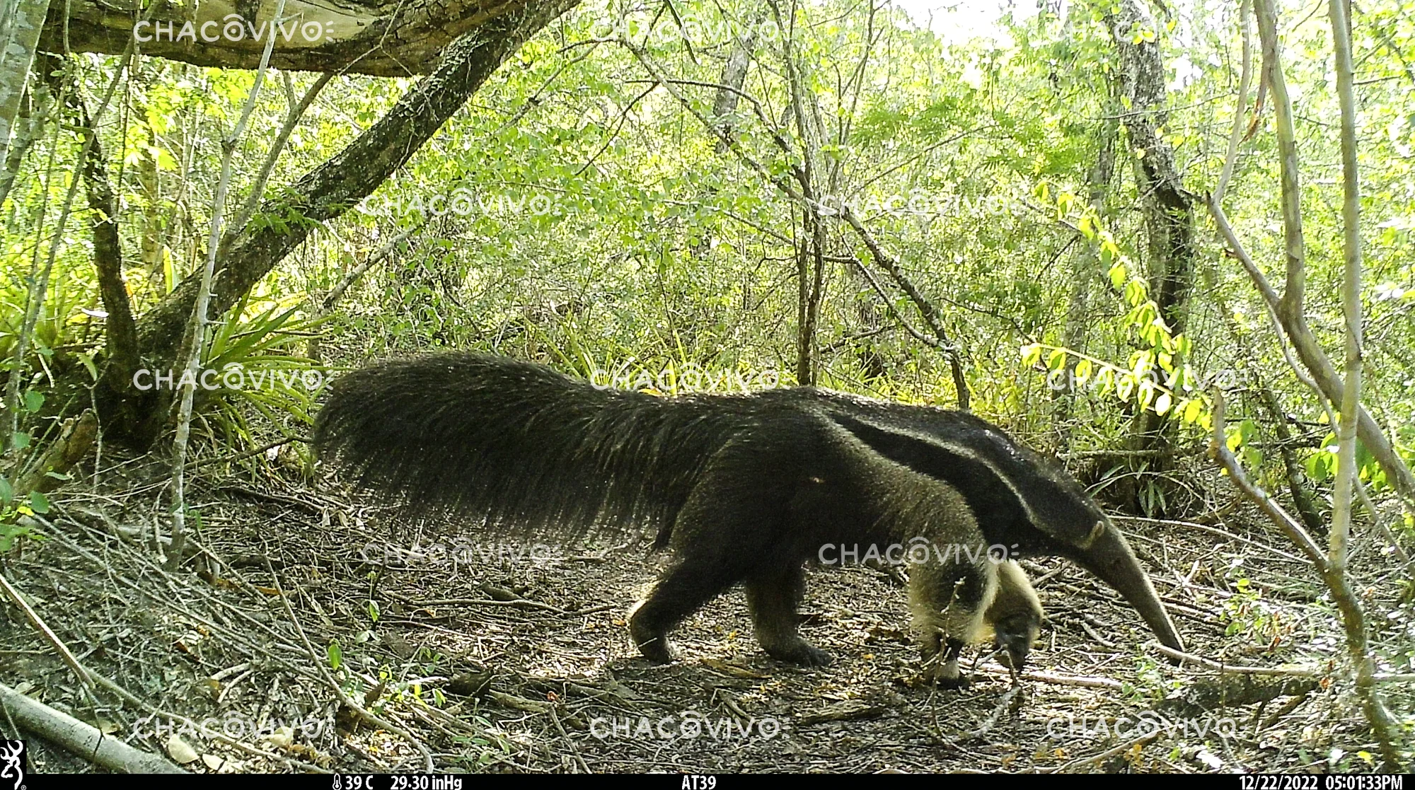 Giant Anteater