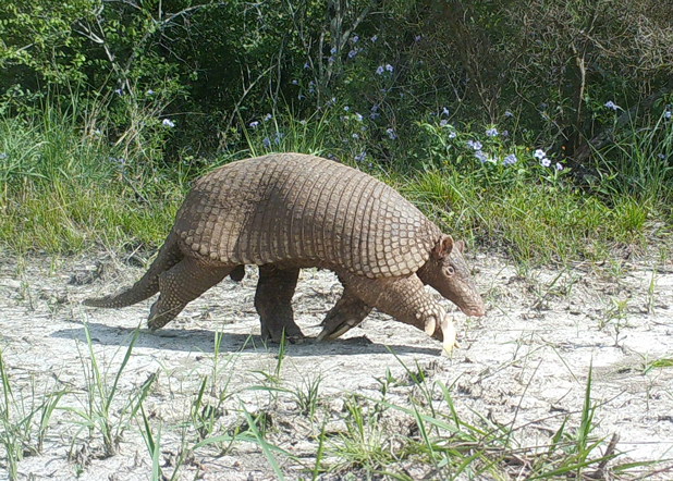 Giant Armadillo