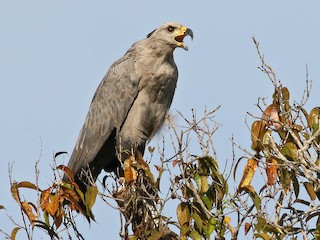 Crowned Eagle